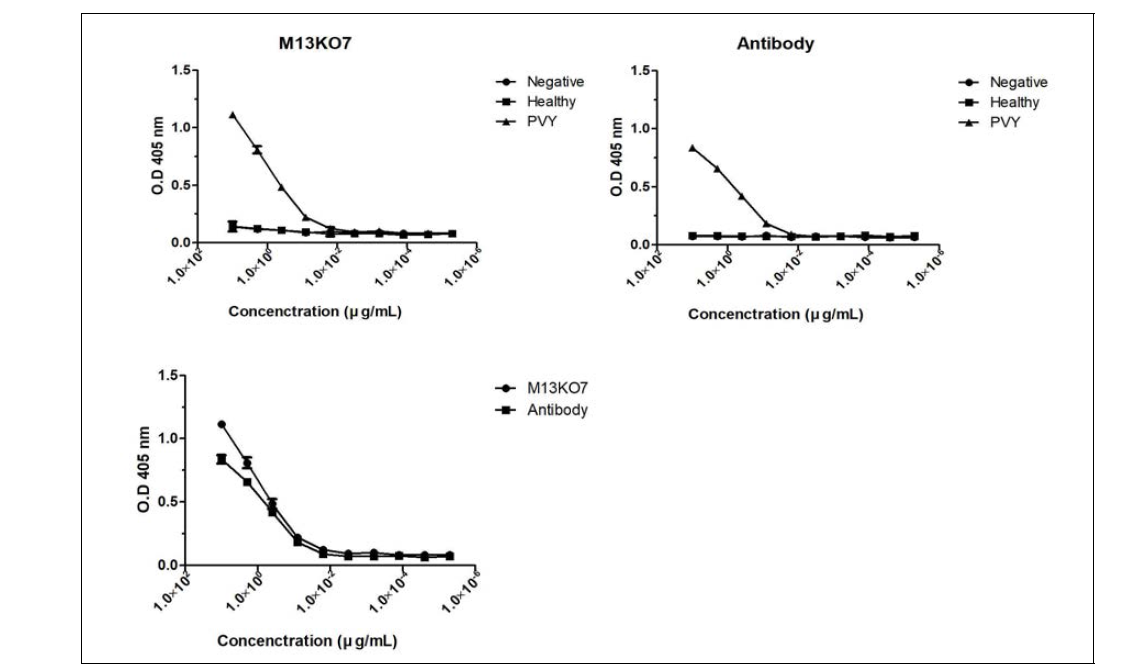 M13KO7과 시판항체의 바이러스 검출 민감도를 정량적으로 비교