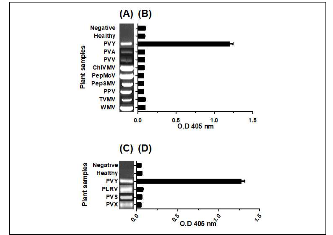 Potyvirus (상) 및 potatovirs (하) 의 RT-PCR 검정 및 M13KO7 ELISA진단 결과