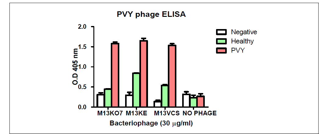 M13 파지 아종에 따른 PVY와의 결합 능력 차이 확인