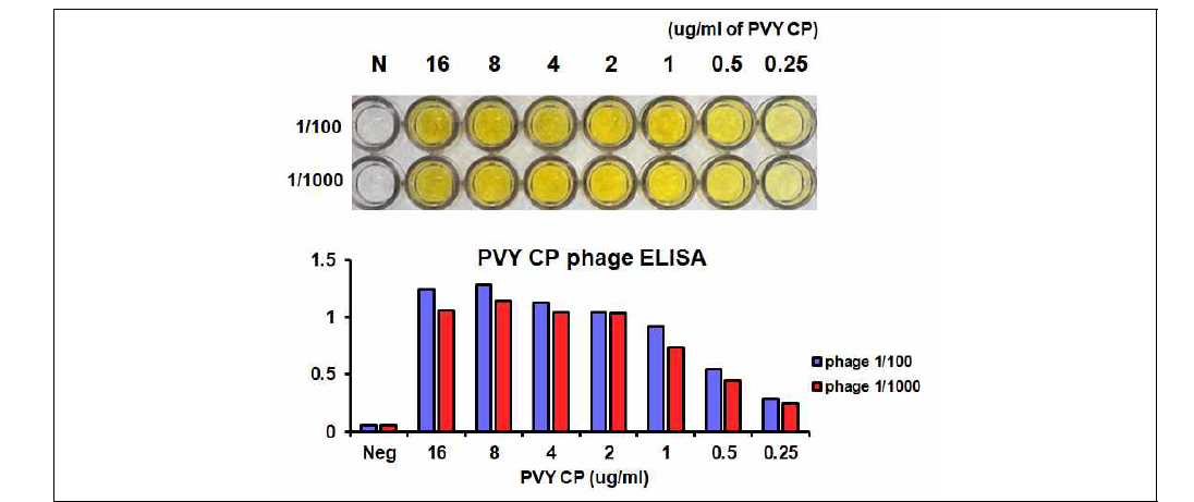 PVY CP 농도에 따른 M13 파지와 PVY CP 반응성 확인