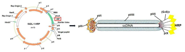 fADL-1 벡터에 HRP 유전자가 클로닝 된 fADL-1-HRP 벡터와 이로부터 생산되는 파아지 구조
