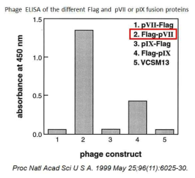 파아지의 pVII 및 pIX에 융합시킨 펩티드의 발현 효율