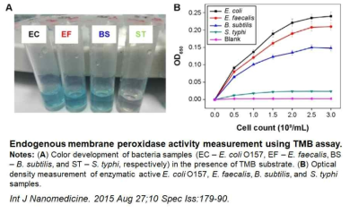 대장균에서의 endogenous peroxidase 발현