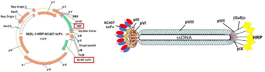 fADL-1 벡터에 HRP 유전자 및 6C407 미니항체 유전자가 클로닝된 fADL-1-HRP-6C407 벡터와 이로부터 생산되는 파아지 구조