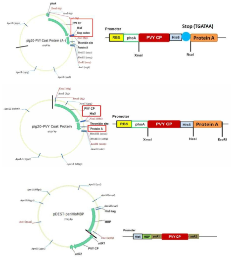 PVY coat 단백질의 발현을 위해 구축한 대장균 발현벡터들