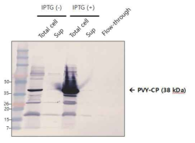 PVY-CP-His5-Protein A 형태의 단백질 발현