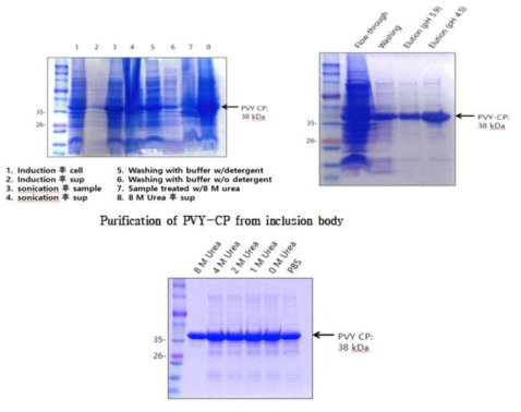 Inclusion body로부터 PVY-CP 단백질의 정제 및 refolding