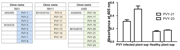 항-PVY 단클론 항체 생산