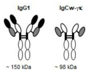 IgG1과 새롭게 개발한 IgCw 분자의 구조