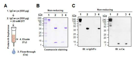 새롭게 개발한 IgCw 단백질의 정제 및 구조 검증