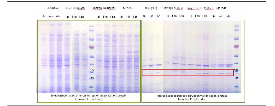 균주별 수용성·불용성 단백질 분석