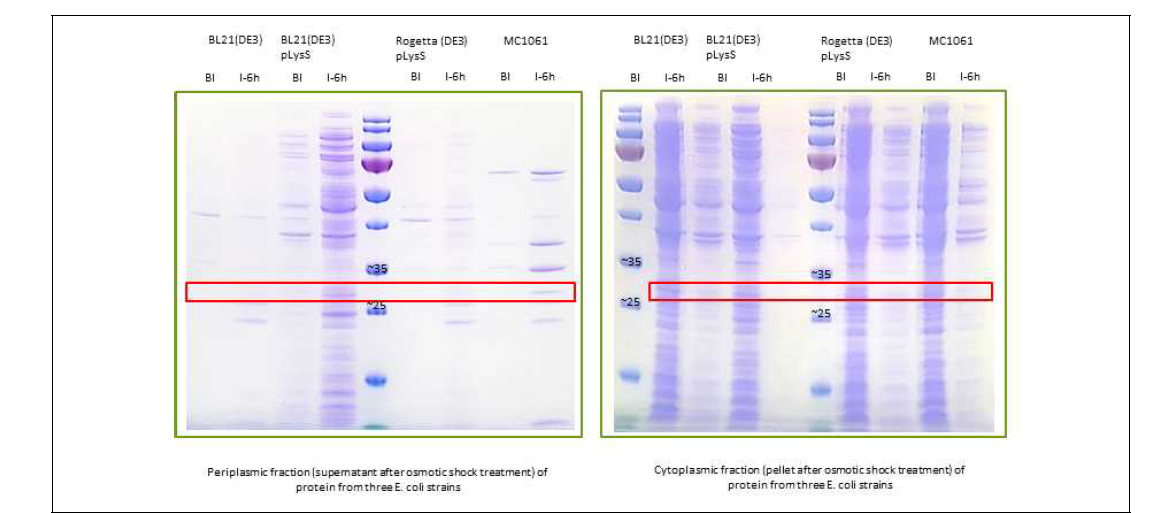 균주별 원형질막·세포질내 단백질 분석