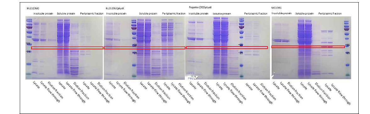 정제 공정 후, 균주별·발현형태별 단백질 SDS-PAGE 분석결과