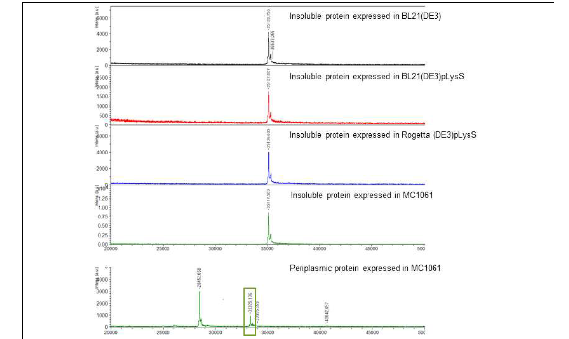 정제 공정 후, 균주별·발현형태별 단백질 MALDI-TOF 분석결과