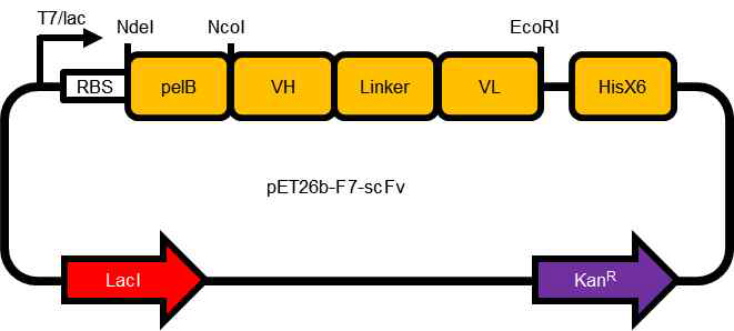 pET26b(+)-F7scFv vector