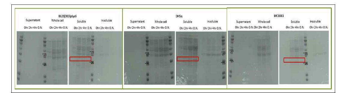 균주별·발현형태별 단백질 SDS-PAGE 분석결과