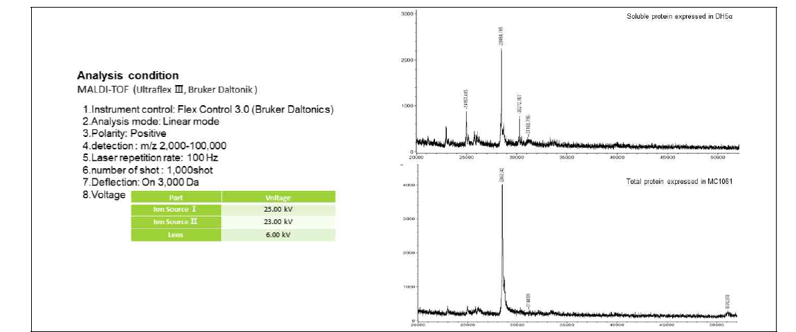 정제 공정 후, 균주별·발현형태별 단백질 MALDI-TOF 분석결과