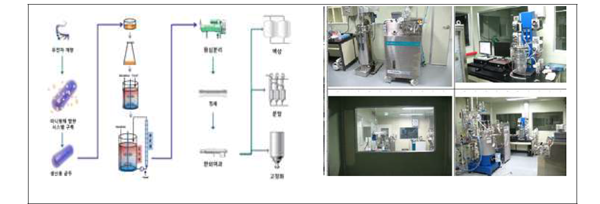 미니항체 대량생산을 위한 공정별 연계시스템 확립