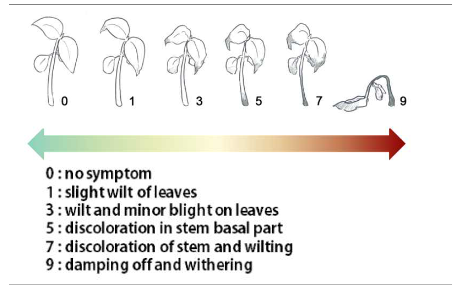 Severity index for the evaluation of Phytopthora blight of in sesame seedling