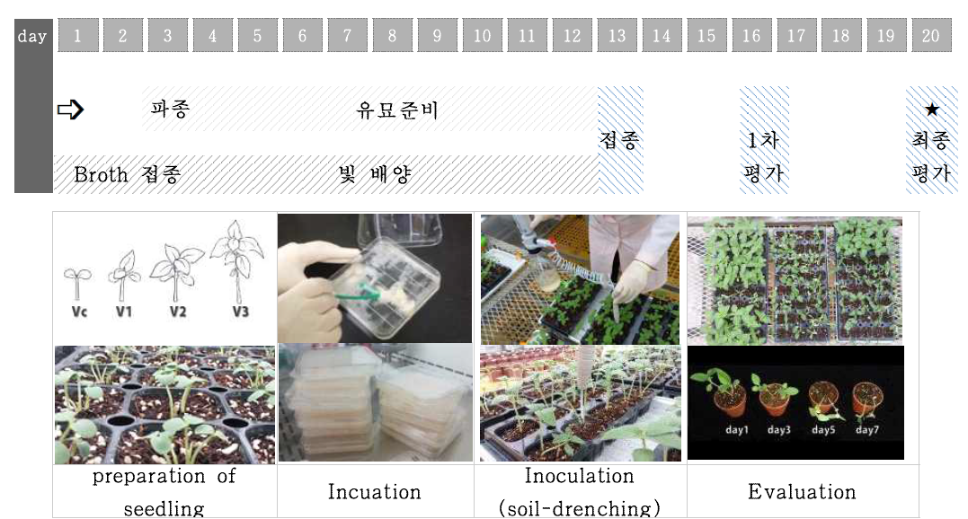 Mass-screening method for the evaluation of phytopthora blight resistance of sesame