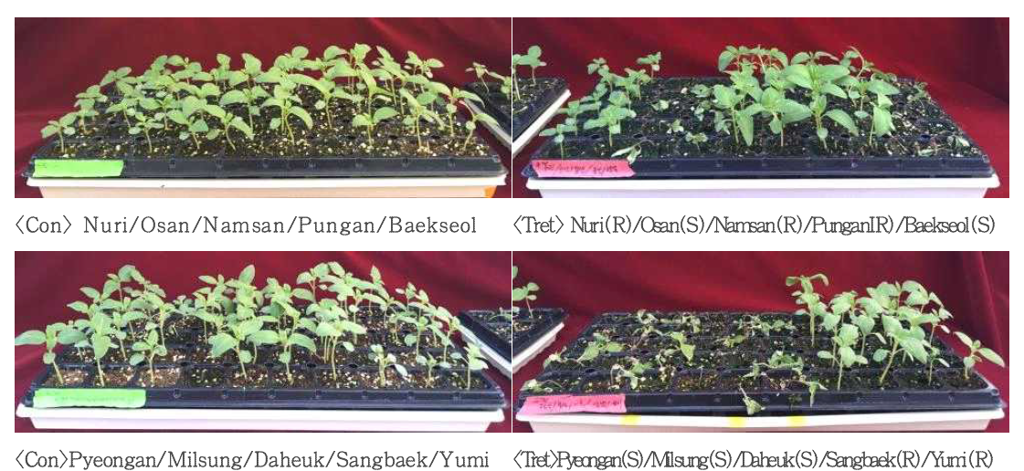 Evaluation of phytophthora resistance in sesame varieties