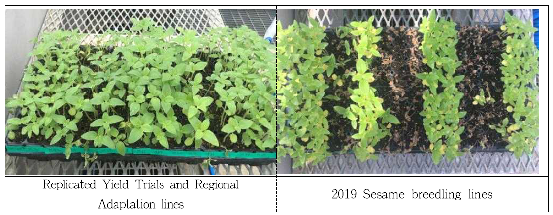 Evaluation of sesame breeding lines