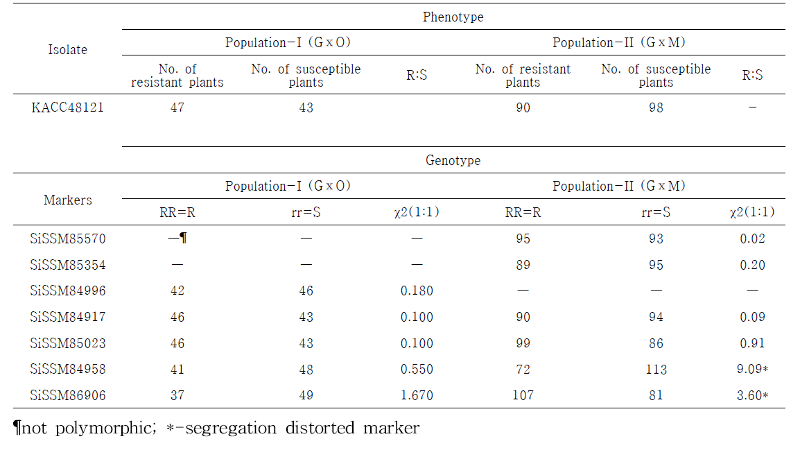 Phenotypic evaluation information and SSR marker segregation in the RIL populations