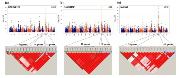 Manhattan plots and Haplotype block analysis based on GBS-GWAS showing the significant SNPs associated with Phn resistance. a) Significant SNPs associated with isolate KACC48120. b) Significant SNPs associated with isolate KACC48121 and c) Significant SNPs associated isolate No2040 on Chr10