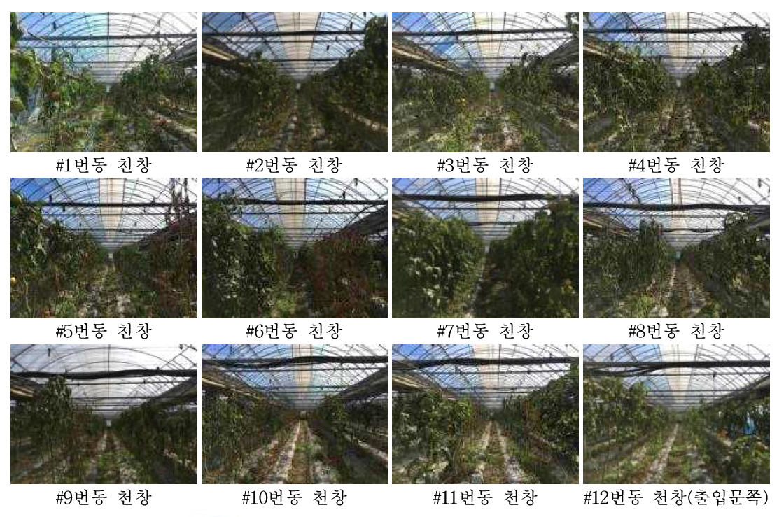 온실내부 천창 모습(포항 실증농가)