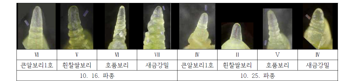 월동 전 품종별 유수발달단계(2017. 12. 24.)