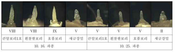 월동 전 품종별 유수발달단계(2017. 12. 16.)