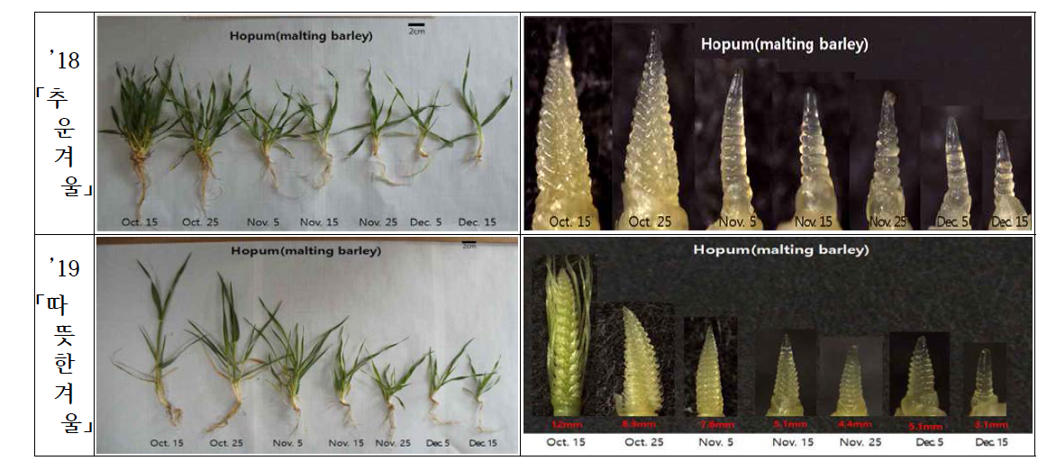 맥주보리(호품) 월동 후 파종기별 생육 및 유수분화 차이(3월 15일)