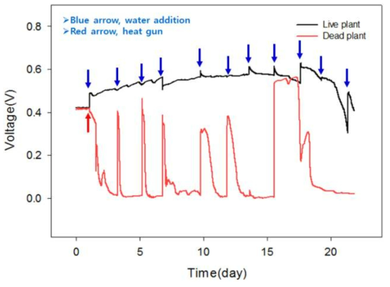 정상식물과 고사식물의 전기화학 신호 차이