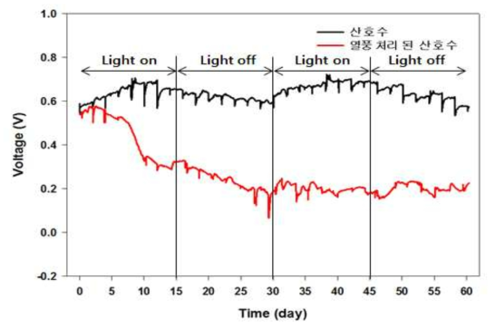 빛 공급 여부에 따른 정상 식물과 고사 식물의 전기화학 신호 측정 결과