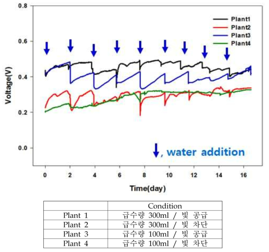 빛과 급수량의 다중 조건에 따른 식물의 전기화학 신호 측정 결과
