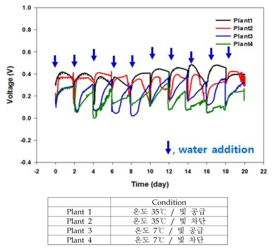 빛과 온도의 다중 조건에 따른 식물의 전기화학 신호 측정 결과