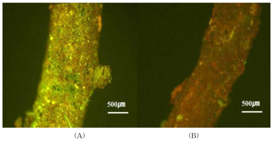 식물의 뿌리상태 현미경 검경 결과 (40배율, (A): 정상 식물, (B): 고사 식물)