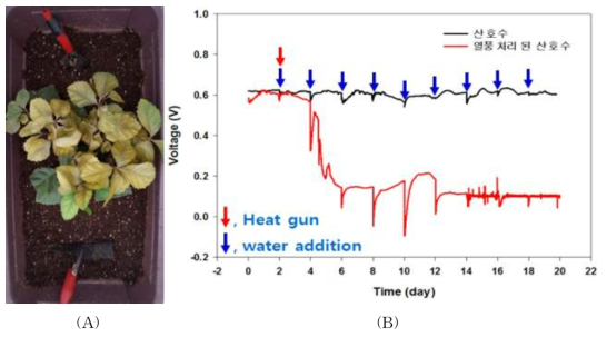 열풍에 의한 고사 식물의 전기화학 신호 측정 결과 ((A): 열풍 처리된 식물, (B): 측정된 전기화학 신호)