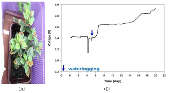 침수에 의한 고사 식물의 전기화학 신호 측정 결과 ((A): 침수 처리된 식물, (B): 측정된 전기화학 신호)