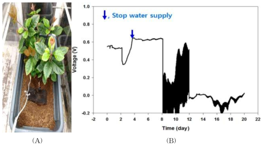 건조에 의한 고사 식물의 전기화학 신호 측정 결과 ((A): 건조 처리된 식물, (B): 측정된 전기화학 신호)
