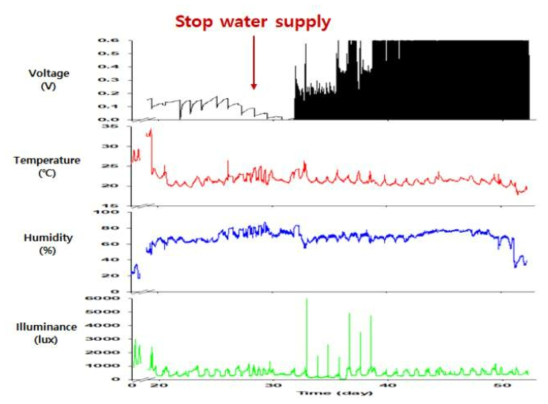 건조 식물의 온도, 광량, 습도, 토양습도와 전기신호 측정 결과 (싱고니움)