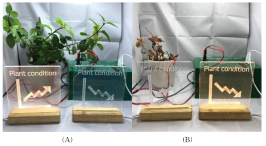 전기화학적 신호를 시각적 신호로 변환한 장치 및 사진 (A: 정상식물, B: 건조식물)
