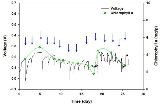 전기화학 신호와 chlorophyll a 측정 비교 결과