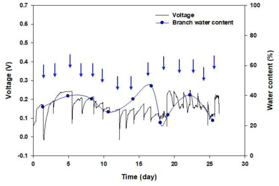 전기화학 신호와 식물 함수량 측정 비교 결과