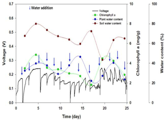 Carbon felt 전극을 이용한 정상 식물의 잎 색도 및 식물, 토양 함수량과 신호의 상관관계 분석