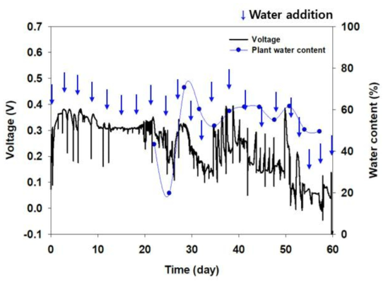 Stainless steel 전극을 이용한 정상 식물의 식물 함수량과 신호의 상관관계 분석