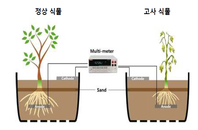 정상 식물과 고사 식물의 전기화학 신호 측정 모식도