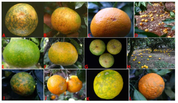 Citrus mosaic sadwavirus 증상 (A, B, C, D : 극조생 온주밀감, E. F. G. H : ‘세토카’, I, J : 조생 온주, K, L : ‘청견’)
