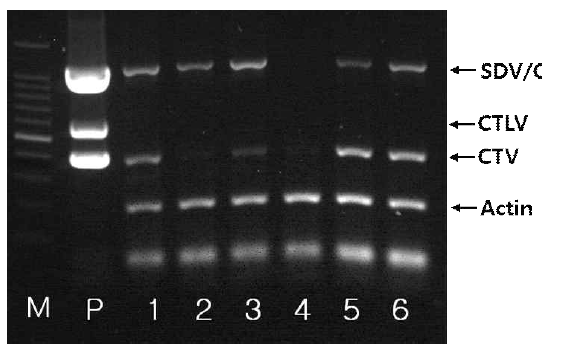 멀티플렉스 PCR을 이용한 감귤 바이러스 복합 검정