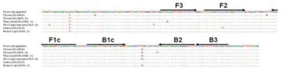 LAMP(loop-mediated isothermal amplification) primer 제작에 사용된 Florida, China, Thailand, Philippines India, Brazil분리형의 LasAI 유전자 269bp 염기서열